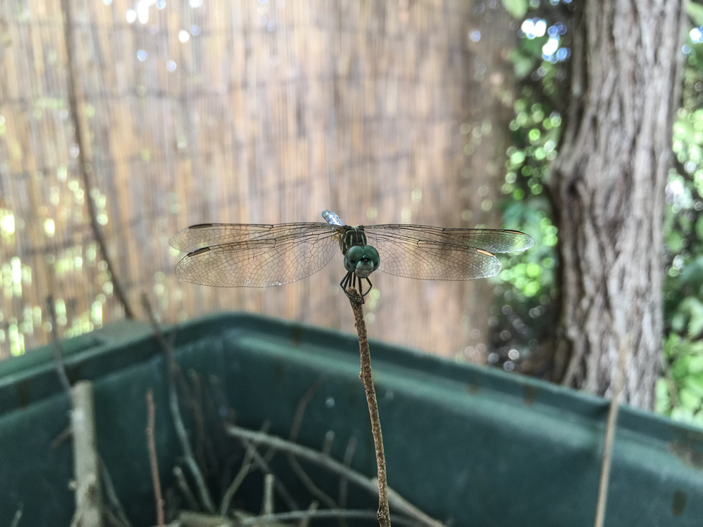 Dragonfly