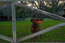 FullSizeRender 20 Dog at Fence